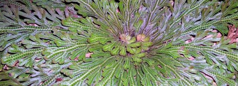 rosa-di-jerico1